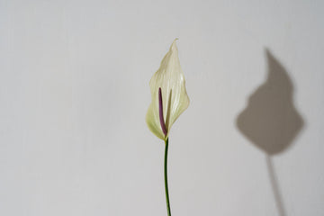 Anthuriums